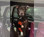 Small #11 American Pit Bull Terrier Mix