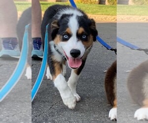 Australian Shepherd Puppy for sale in CHICO, CA, USA