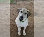 Small #1 Great Pyrenees Mix