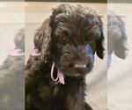 Small Photo #4 Bernedoodle Puppy For Sale in GRANTSVILLE, UT, USA