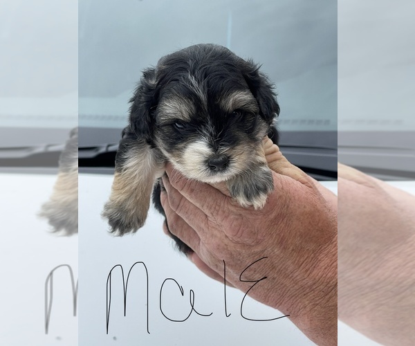 Medium Photo #1 YorkiePoo Puppy For Sale in BARDSTOWN, KY, USA