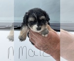 Small Photo #1 YorkiePoo Puppy For Sale in BARDSTOWN, KY, USA