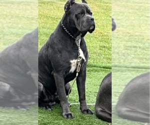 Father of the Cane Corso puppies born on 06/13/2025