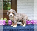Small #3 Bernedoodle (Miniature)