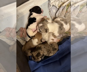 French Bulldog Puppy for sale in CINCINNATI, OH, USA