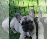 Small Photo #1 French Bulldog Puppy For Sale in SOLWAY, MN, USA