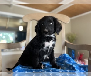 Bernese Mountain Dog-Flat Coated Retriever Mix Puppy for sale in CONVERSE, IN, USA