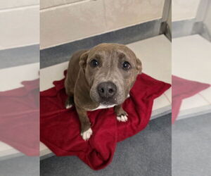 American Pit Bull Terrier Dogs for adoption in Glen Allen, VA, USA
