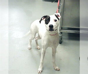 Mutt Dogs for adoption in Fayetteville, NC, USA