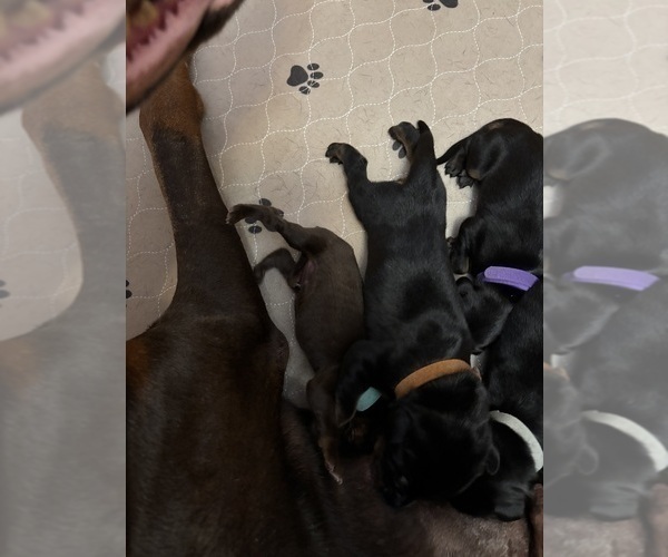 Medium Photo #7 Doberman Pinscher Puppy For Sale in MACOMB TOWNSHIP, MI, USA