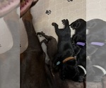 Small Photo #22 Doberman Pinscher Puppy For Sale in MACOMB TOWNSHIP, MI, USA