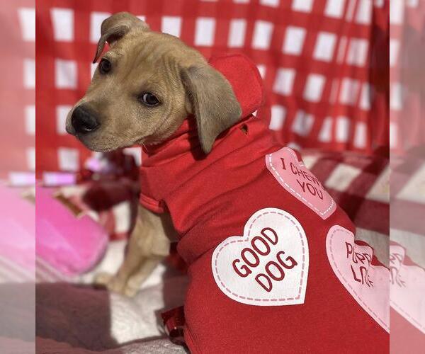 Medium Photo #26 Labrador Retriever-Unknown Mix Puppy For Sale in San Diego, CA, USA