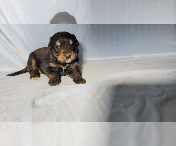 Medium Photo #3 Golden Mountain Dog Puppy For Sale in BLACK FOREST, CO, USA