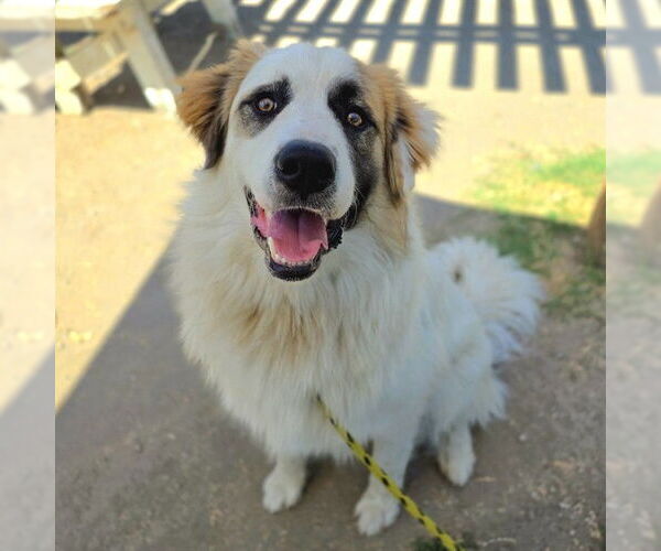 Medium Photo #1 Australian Shepherd-Saint Bernard Mix Puppy For Sale in Long Beach, CA, USA
