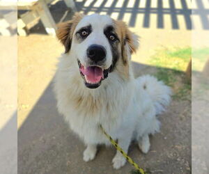Medium Australian Shepherd-Saint Bernard Mix