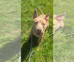 Small #1 Mutt