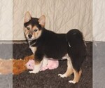 Small Photo #1 Shiba Inu Puppy For Sale in MANITO, IL, USA
