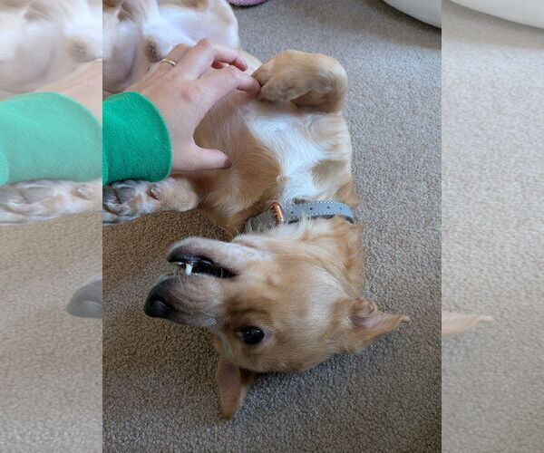 Medium Photo #8 Dachshund-Unknown Mix Puppy For Sale in Wheaton, IL, USA