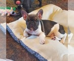 Small Photo #2 French Bulldog Puppy For Sale in SEYMOUR, MO, USA