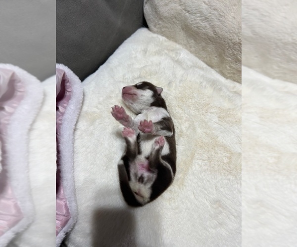 Medium Photo #2 Siberian Husky Puppy For Sale in PEYTON, CO, USA