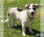 Small #15 Basset Hound Mix