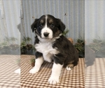 Small Photo #1 Border Collie Puppy For Sale in NEW YORK MILLS, MN, USA