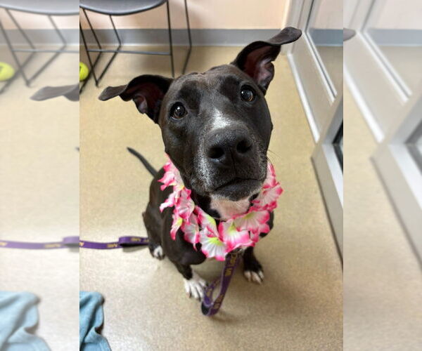 Medium Photo #13 American Staffordshire Terrier-Labrador Retriever Mix Puppy For Sale in Sayreville, NJ, NJ, USA