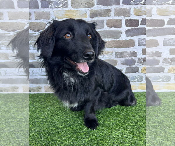 Medium Photo #1 Colonial Cocker Spaniel-Unknown Mix Puppy For Sale in Corona, CA, USA