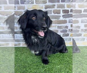 Dachshund-Unknown Mix Dogs for adoption in Corona, CA, USA