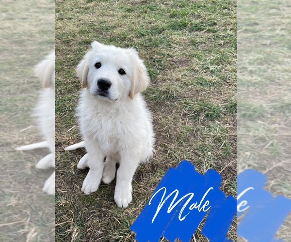 Medium Photo #1 Great Pyrenees Puppy For Sale in JAMESTOWN, TN, USA