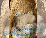 Small Photo #1 Poodle (Standard) Puppy For Sale in LEDBETTER, KY, USA