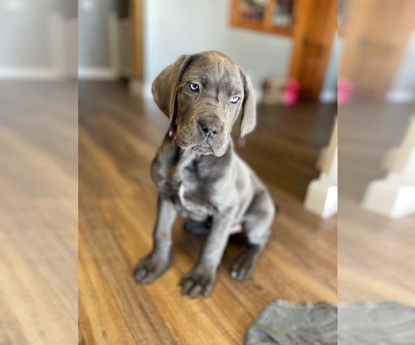 Medium Photo #1 Great Dane Puppy For Sale in SIOUX CENTER, IA, USA