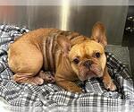 Small French Bulldog