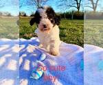 Small #3 Bernedoodle-Doodle Mix