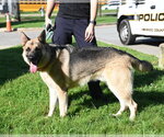 Small #5 German Shepherd Dog
