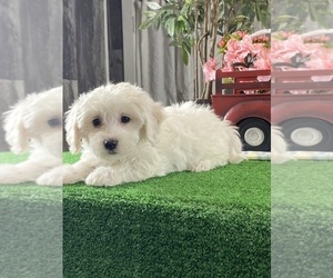 Biton Puppy for sale in CANOGA, NY, USA