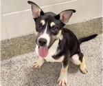 Small #1 German Shepherd Dog Mix