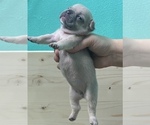 Small Photo #1 French Bulldog Puppy For Sale in HILLSBORO, OR, USA