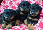 Small Photo #1 Rottweiler Puppy For Sale in CONOWINGO, MD, USA