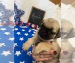 Small #2 Pug