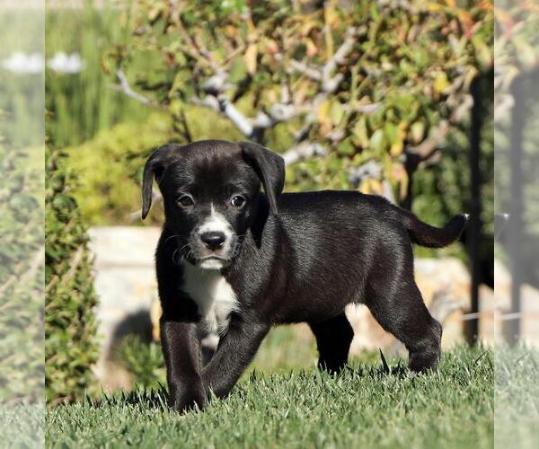 Medium Photo #3 Boxer-Unknown Mix Puppy For Sale in San Diego, CA, USA