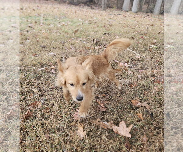 Medium Photo #3 Mutt Puppy For Sale in Thomasville, NC, USA