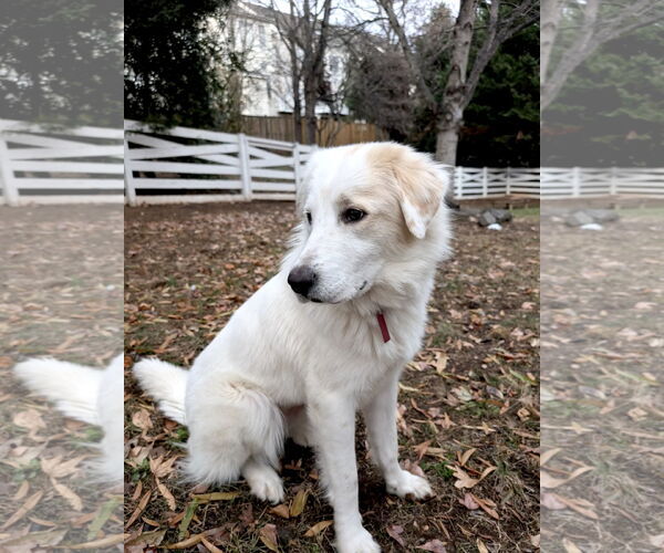 Medium Photo #2 Great Pyrenees Puppy For Sale in Spring, TX, USA