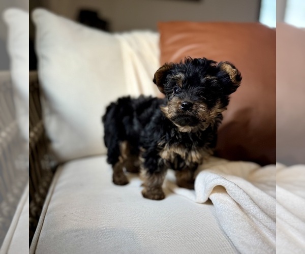 Medium Photo #2 YorkiePoo Puppy For Sale in BREMEN, IN, USA