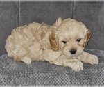 Small Photo #3 Cavapoo Puppy For Sale in FAIR GROVE, MO, USA