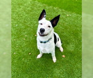 Border Collie Dogs for adoption in Salinas, CA, USA