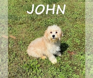 Cavapoo Puppy for sale in HARTLAND, MN, USA