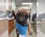 Small American Staffordshire Terrier