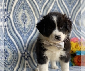 Border Collie-Unknown Mix Puppy for sale in LANCASTER, PA, USA