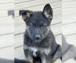 Small Photo #20 German Shepherd Dog Puppy For Sale in COLUMBIA, MO, USA